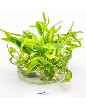 Cryptocoryne wendtii ´Broad Leaf´  - Plant It!